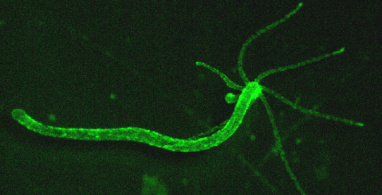 Researchers show how an algorithm for filtering spam can learn to pick out, from hours of video footage, the full behavioral repertoire of tiny, pond-dwelling Hydra. In the above image, hydra's neurons are labeled with a green fluorescence indicator. (Source: Yuste Lab, Columbia University)