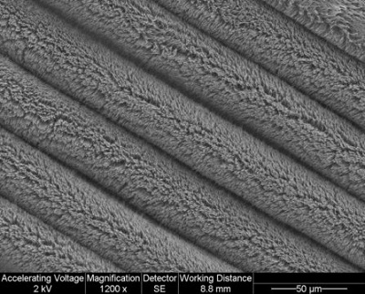 The 3D, vertical CNTs are 10-30 micrometers high. Source: Michigan State University