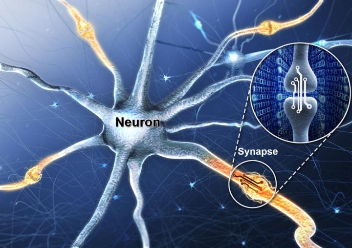 Representation of neurons and synapses in the human brain. The magnified synapse represents the portion mimicked using solid-state devices. (Source: Daegu Gyeongbuk Institute of Science and Technology)