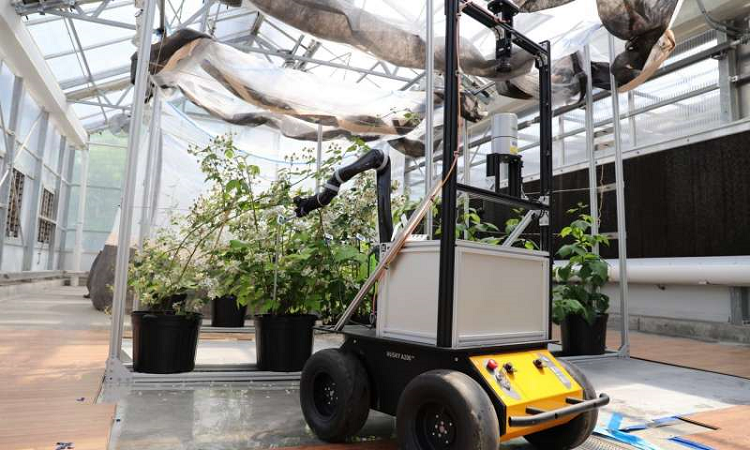 BrambleBee, the precision pollination robot. Source: West Virginia University