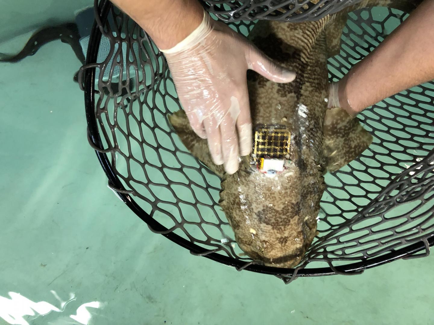 Marine Skin has been shown to be suitable for tagging a wide range of sea creatures. (Source: 2018 KAUST)