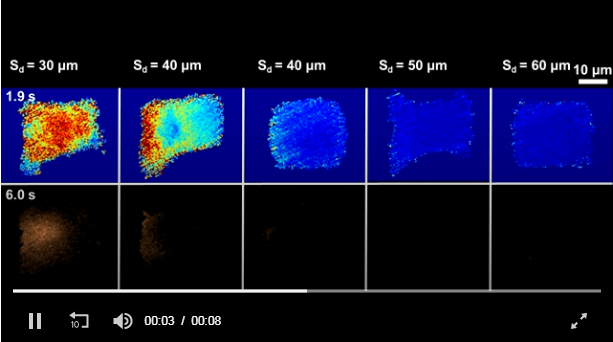 Screengrab from the video that depicts cells being stretched by cavitation bubbles sent from various distances over a 3.5-minute span. The calcium responses of cells are at the top and the ability of a dye to permeate cell membranes is at bottom. Understanding these types of details will help researchers better tailor ultrasonic therapies that use cavitation bubbles to affect cells. (Source: Pei Zhong, Duke University)