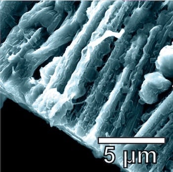 Lithium metal coats the hybrid graphene and carbon nanotube anode in a battery created at Rice University. Credit: Tour Group/Rice University