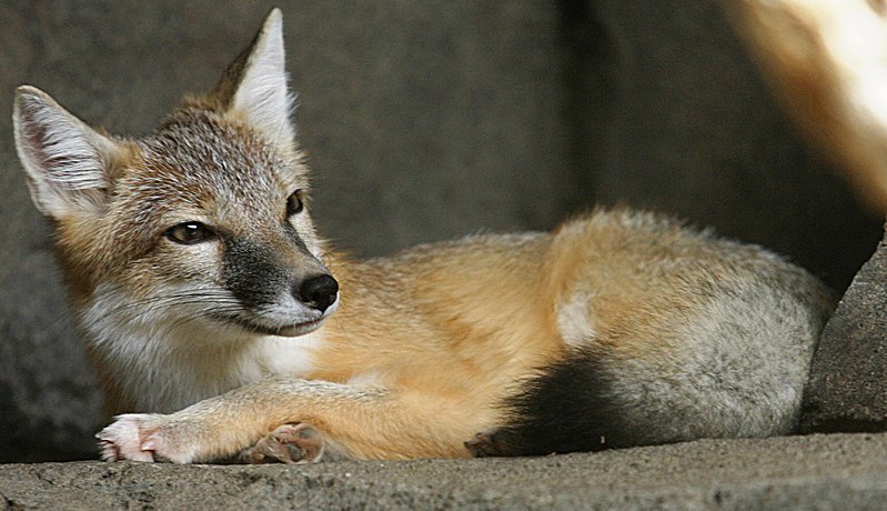 The swift fox is one of thirteen animals that was used to test the new tool (Source: WikiCommons)