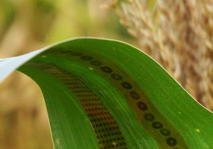 Iowa State University researchers have developed these "plant tattoo sensors" to take real-time, direct measurements of water use in crops. (Source: Liang Dong/Iowa State University)