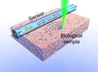 Schematic of photoacoustic microscopy using a fiber-laser-based ultrasound sensor. (Source: Long Jin)