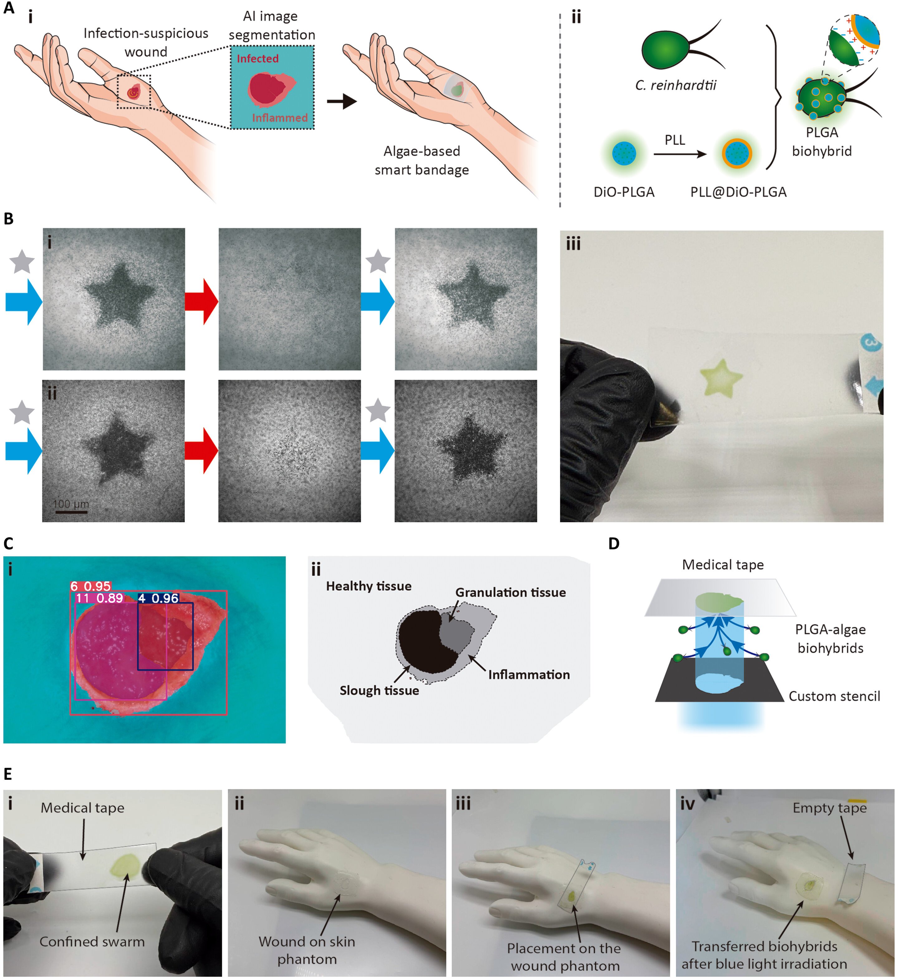 Source: Science Advances (2026). DOI: 10.1126/sciadv.aed0994