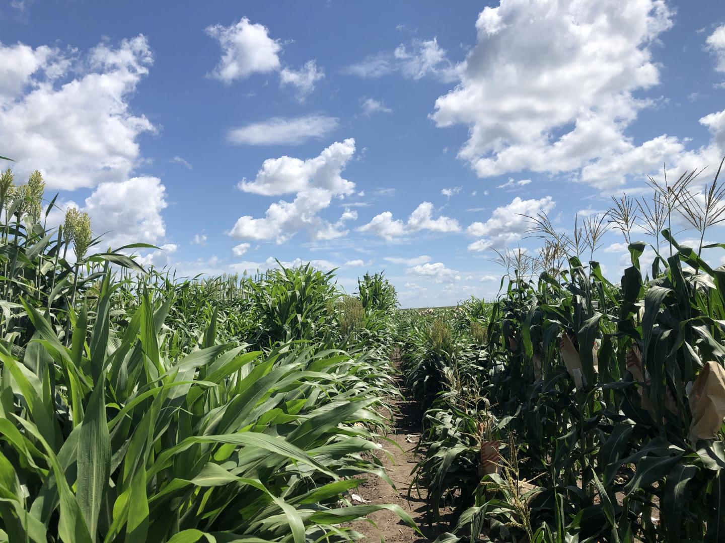 Iowa State University researchers use advanced data analytics to help scientists understand how environmental conditions interact with genomics in corn, pictured here, as well as other crops. Source: Jianming Yu
