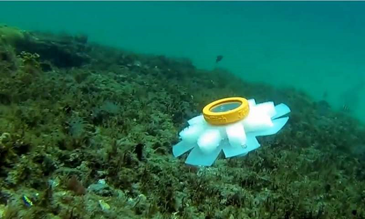 Five unique soft robotic jellyfish were constructed with hydraulic network actuators. Source: FAU