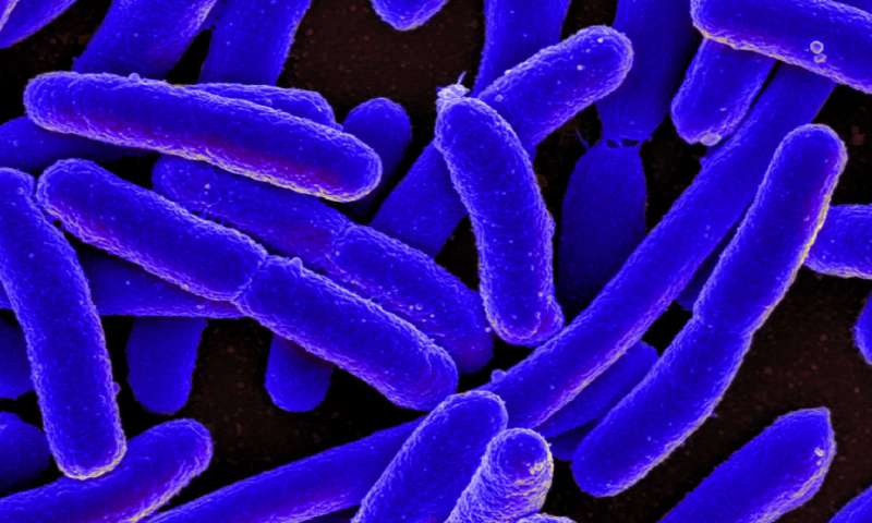 E.coli bacteria shown to be excellent at CO2 conversion. (Source: NIAID/Wikimedia Commons)