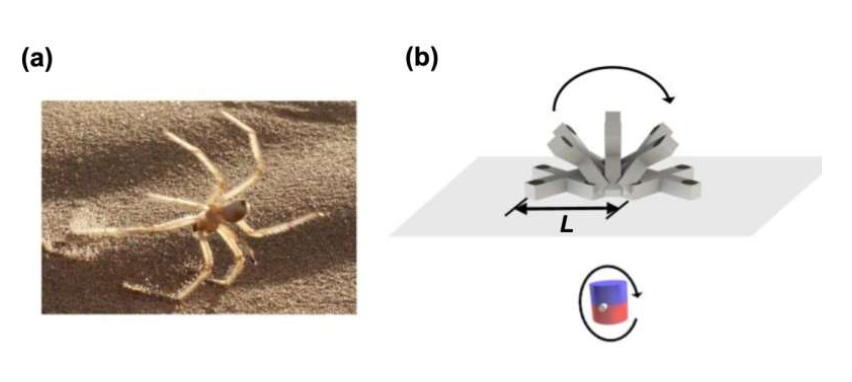 (a) Photograph of a golden wheel spider. (b) Schematic diagram of the BMSR's motion pattern during a single cycle. The BMSR can roll forward in response to a rotating magnetic field. The distance it rolls during one cycle is equal to its body length (L). Source: International Journal of Extreme Manufacturing (2025). DOI: 10.1088/2631-7990/ae0214