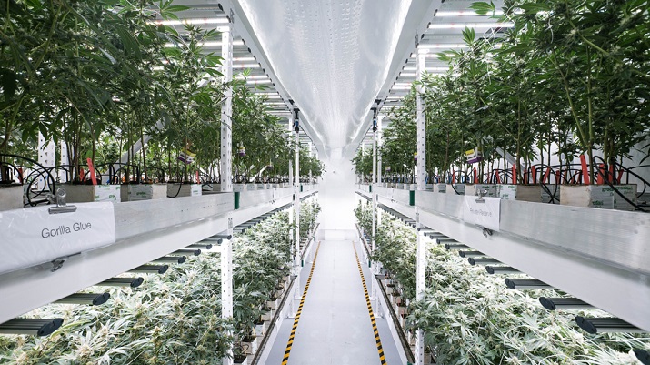 Moving to a vertical farm approach and installing LED lights have produced greater yields and potency in cannabis crops as well as reduced energy consumption. Source: MedMen