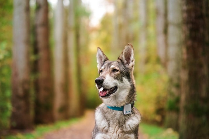 GPS Pet Trackers on Display at CES 2018 Can Ease Pet Owners' Worries ...