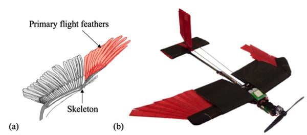 Aerodynamic features of the feather-winged drone. Credit: EPFL  
