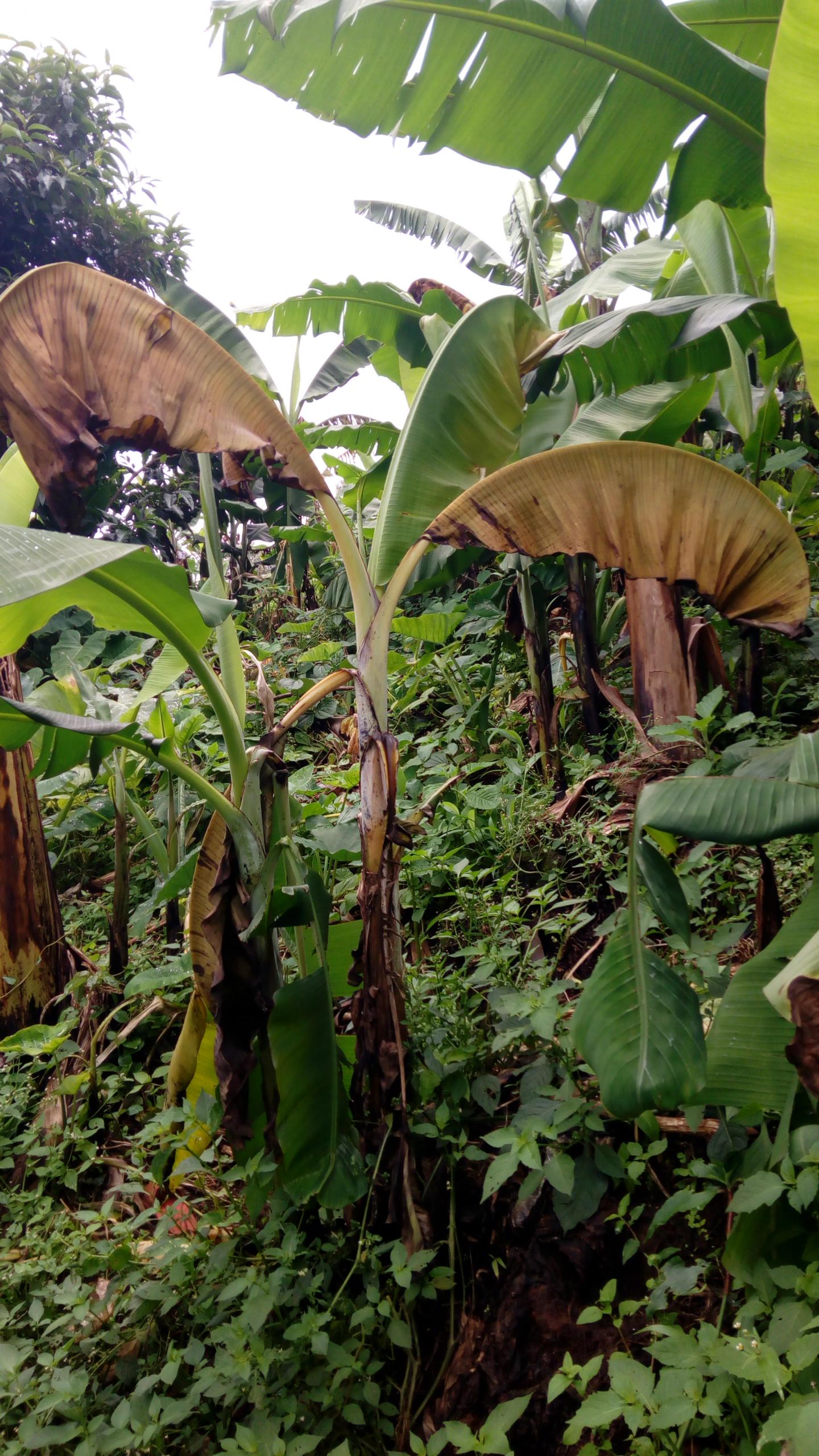 A ground-level view of a banana plant affected by Xanthomonas Wilt or (BXW). Source: Michael Selvaraj/International Center for Tropical Agriculture