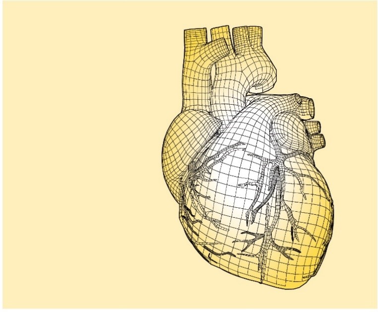 Figure 3: A virtual heart model. Source: Johns Hopkins University