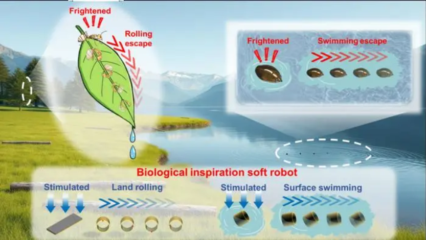 Simulating ant escape and whirligig beetle motion. Source: Guo Yuanhui and Chen Yun