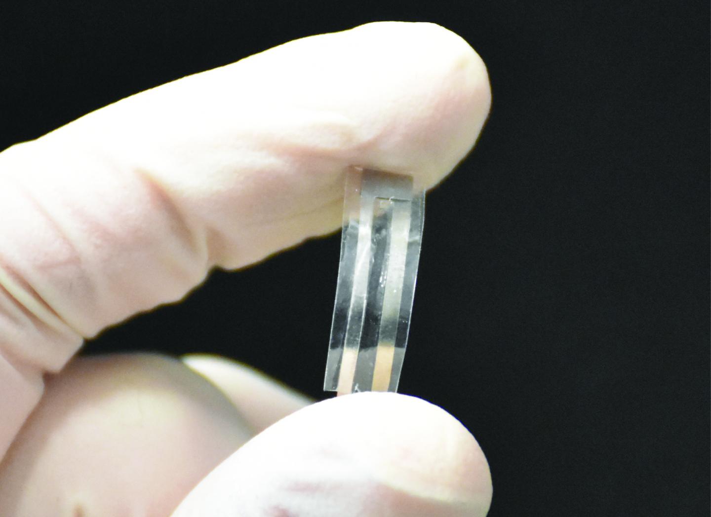 This biodegradable piezoelectric pressure sensor developed by the University of Connecticut's Nguyen Research Group could be used by doctors to monitor chronic lung disease, brain swelling and other medical conditions before it dissolves safely in a patient's body. (Source: Thanh Duc Nguyen)