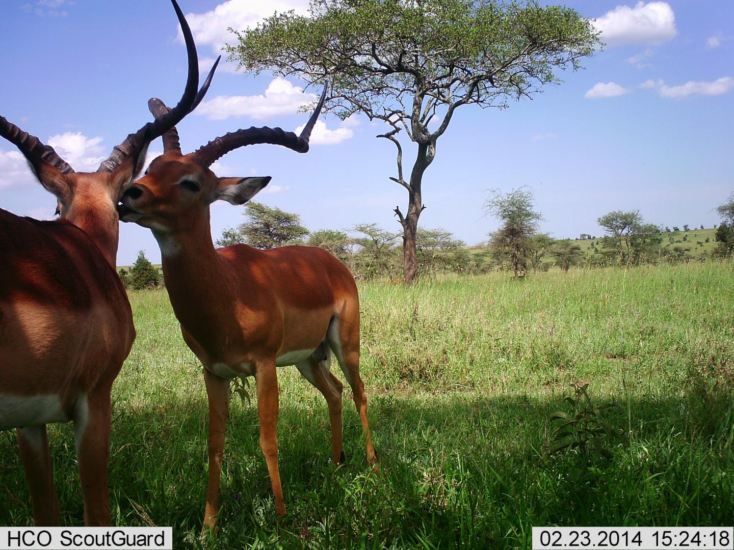 Motion sensor 'camera traps' unobtrusively take pictures of animals in their natural environment, oftentimes yielding images not otherwise observable. The artificial intelligence system automatically processes such images, here correctly reporting this as a picture of two impala standing. Source: Snapshot Serengeti