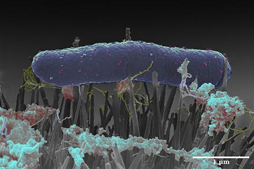 This is an E. coli bacteria lying on a bed of nano-nails. Source: Professor Bo Su, University of Bristol