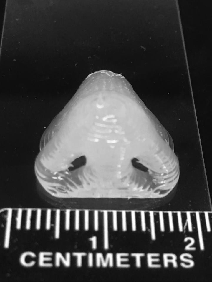 A nose created using 3D printing of PDMS from National Institutes of Health 3-D Print Exchange. Source: Ibrahim Tarik Ozbolat Lab / Penn State