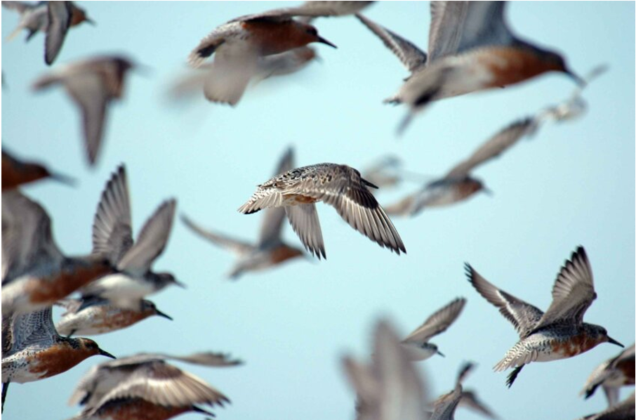 Figure 1. Flocking knot birds