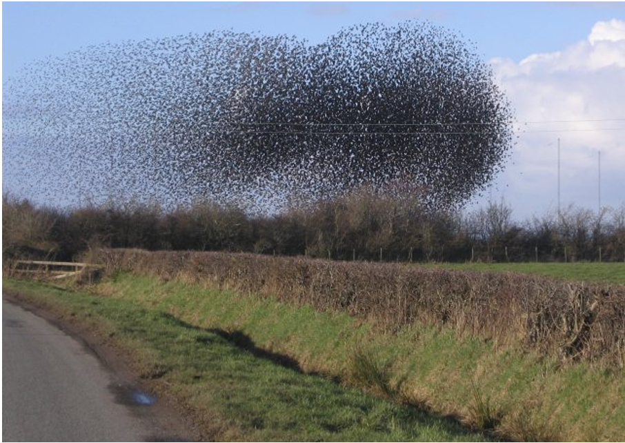 Figure 3. Swarming starlings. Source: John Holmes/CC BY-SA 2.0